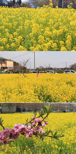 Kawawa Town Field Mustard