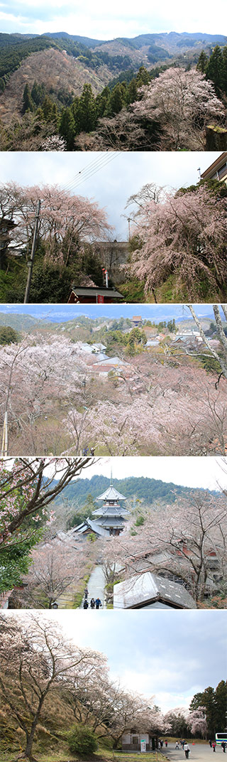Cherry Blossom at Yoshino