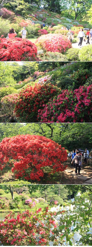 Azalea of Rikugien Garden