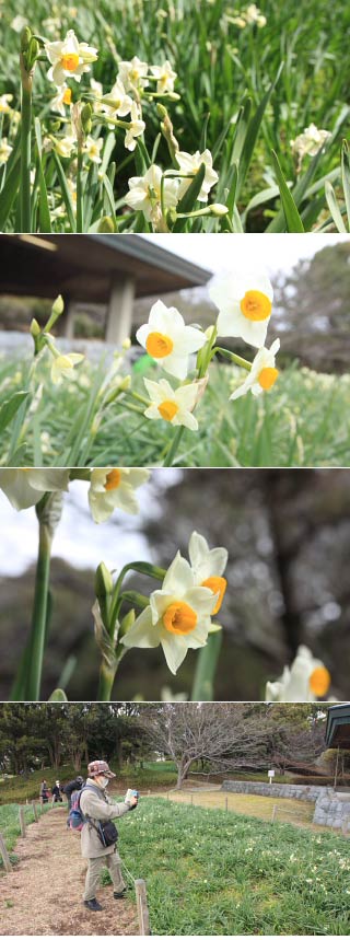 Daffodil Masuri at Kasai Park