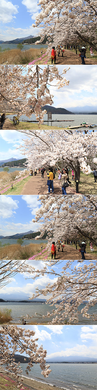 Sakura Festival at Lk.Kawaguchi