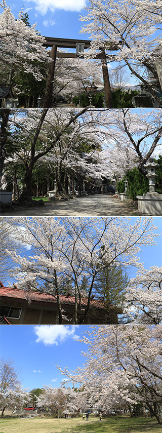 Omuro Sengen Shrine's Sakura